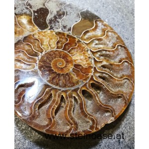 Ammoniten Nr.4 Paar  INFO